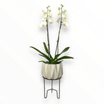 Orquídea Star