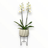 Orquídea Star