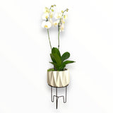 Orquídea Star