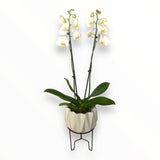 Orquídea Star
