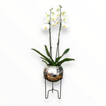 Orquídea Luxury