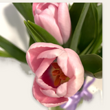Tulipanes Romance