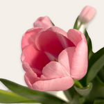Tulipanes Romance