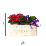 Cesto Best Wishes