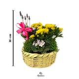 Canasto For Mom